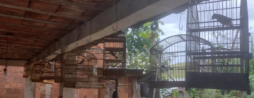 Informação do Linha Verde leva polícia a resgatar 58 pássaros silvestres em Valença